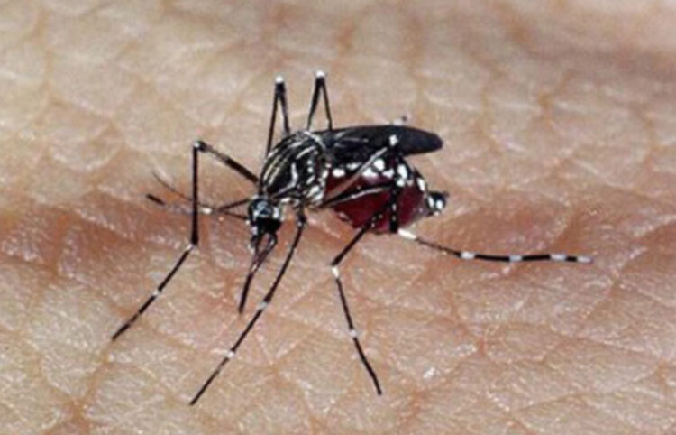 Brasil registra mais de 1,5 milhões de casos prováveis de dengue