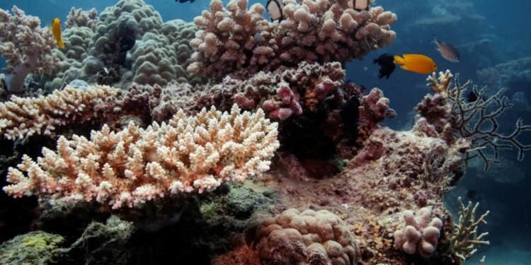 Nova onda de branqueamento afeta corais brasileiros