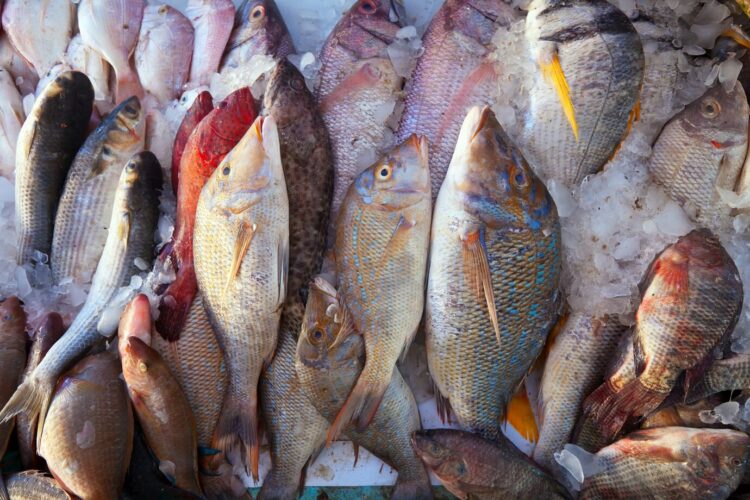 Vendas de pescados cresce ainda mais na última semana antes da Páscoa - Foto: Ilustração/Freepik