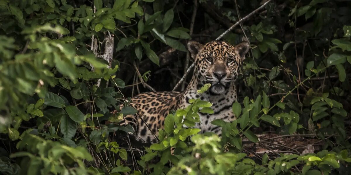 Pesquisadores testam IA para evitar mortes de animais em rodovias