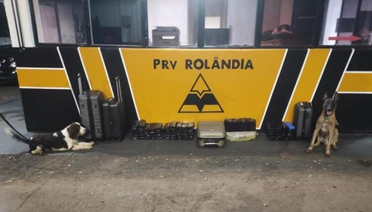 Polícia Militar do Paraná apreende 82 quilos de maconha durante abordagem em ônibus em Rolândia