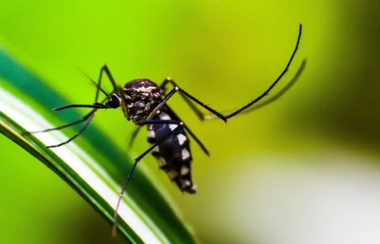 Brasil contabiliza mais de 2,4 milhões de casos de dengue