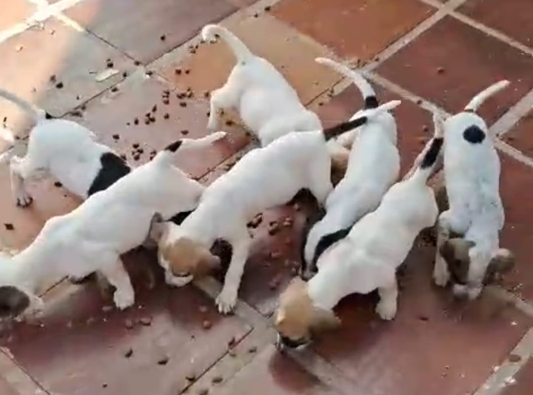 cachorrinhos nasceram em construção no Maringá Velho
