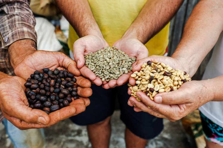 Café Qualidade Paraná divulga vencedores