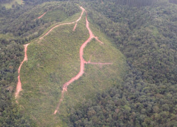 O Paraná reduziu em 78% o desmatamento da Mata Atlântica de 2022 para 2023 - Foto: IAT-PR