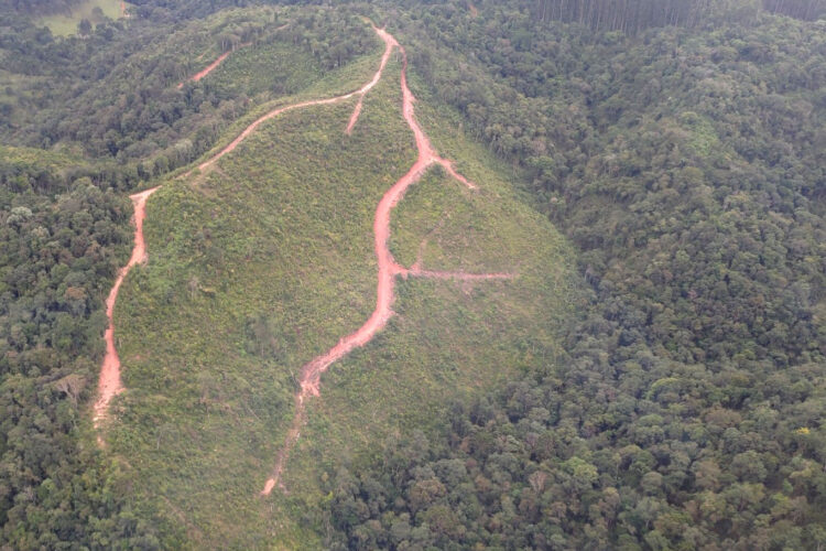 O Paraná reduziu em 78% o desmatamento da Mata Atlântica de 2022 para 2023 - Foto: IAT-PR