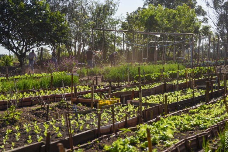 Com cultivo de hortaliças e criação de animais, pessoas buscam aprendizado e ressocialização - Foto: UEM