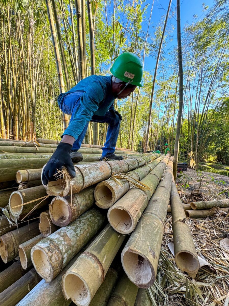 bambu, sustentabilidade e inovação