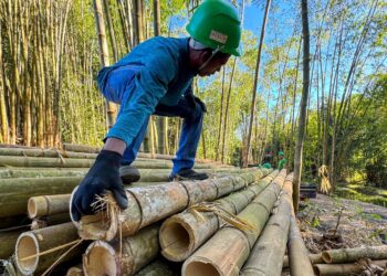 bambu, sustentabilidade e inovação