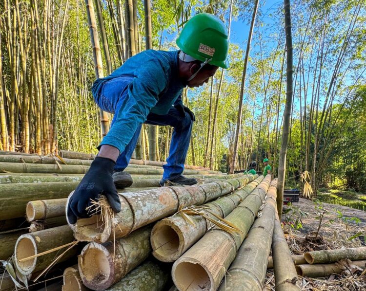 bambu, sustentabilidade e inovação