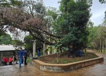 “ReViva UEM” revitaliza câmpus com pintura, plantio e limpeza em volta de figueira histórica - Foto: UEM