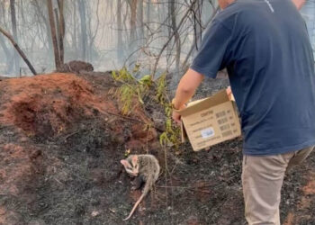 IAT preparou um guia orientativo para ajudar a população a agir com a fauna silvestre vitimada pelos focos de incêndio - Foto: IAT Cianorte