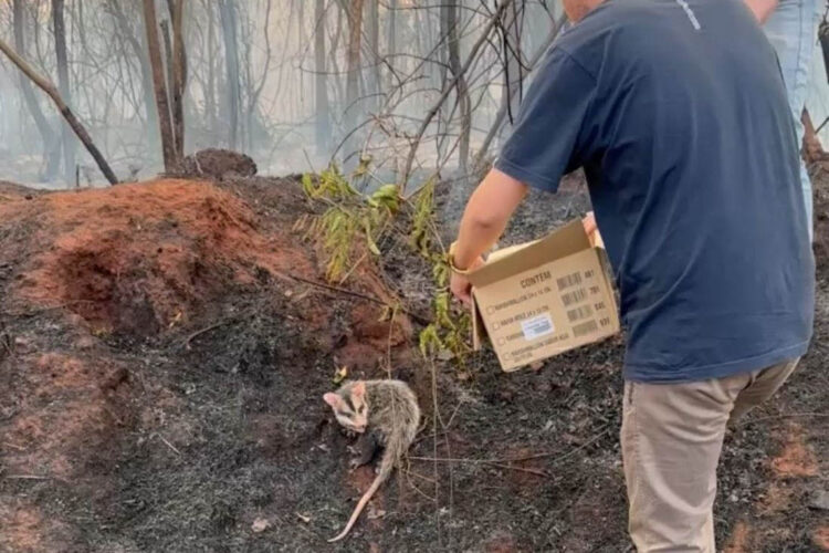 IAT preparou um guia orientativo para ajudar a população a agir com a fauna silvestre vitimada pelos focos de incêndio - Foto: IAT Cianorte