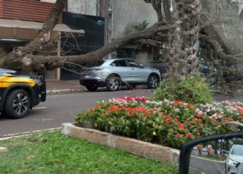 Até o momento, houve registro de 25 registros na Ouvidoria Municipal, sendo 17 quedas de árvores - Foto: Leitor do OM