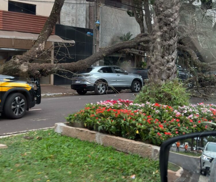 Até o momento, houve registro de 25 registros na Ouvidoria Municipal, sendo 17 quedas de árvores - Foto: Leitor do OM