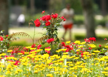 Os Núcleos Regionais de Maringá e de Curitiba são os locais em que a floricultura está mais presentes no Estado - Foto: Theo Marques/AEN