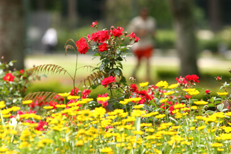 Os Núcleos Regionais de Maringá e de Curitiba são os locais em que a floricultura está mais presentes no Estado - Foto: Theo Marques/AEN