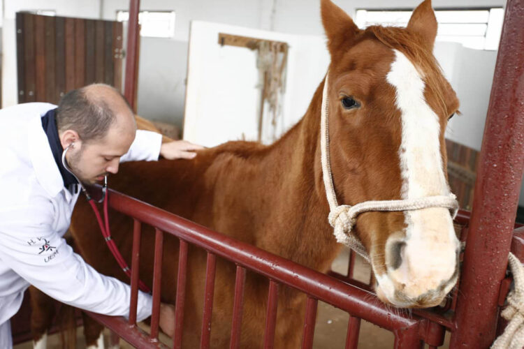 O local é referência no atendimento de animais de pequeno e grande porte na região Noroeste - Foto: Comunicação UEM