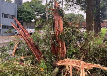 Raio atingiu árvore na Avenida Paranavaí, em Maringá - Foto: Edílson Marques