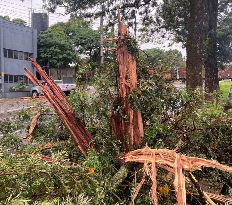 Raio atingiu árvore na Avenida Paranavaí, em Maringá - Foto: Edílson Marques