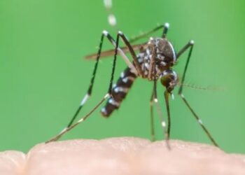 Menina de 15 anos é a primeira vítima por dengue no Paraná - Foto: Arquivo