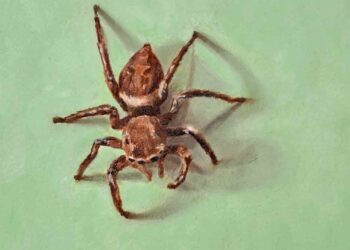 Detalhe da capa de Hugo Mendes (Crédito: BPP)