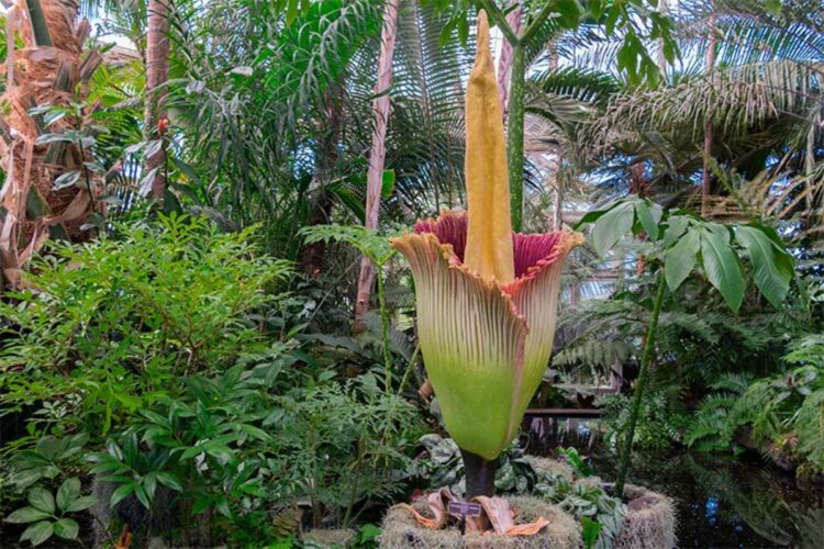 Flor-Cadáver: A Maior e Mais Fascinante Flor do Mundo