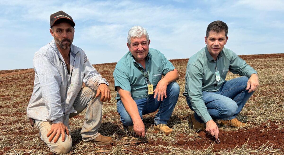 Em solos argilosos, melhor produtividade é garantida