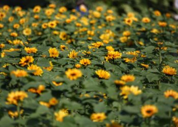 Além das plantas, substratos, vasos e demais produtos estarão em promoção, com desconto de 20% - Foto: José Fernando Ogura/Arquivo AEN