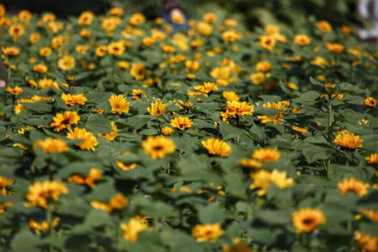 Além das plantas, substratos, vasos e demais produtos estarão em promoção, com desconto de 20% - Foto: José Fernando Ogura/Arquivo AEN