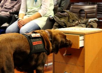 congresso sobre cães de assistência em Maringá