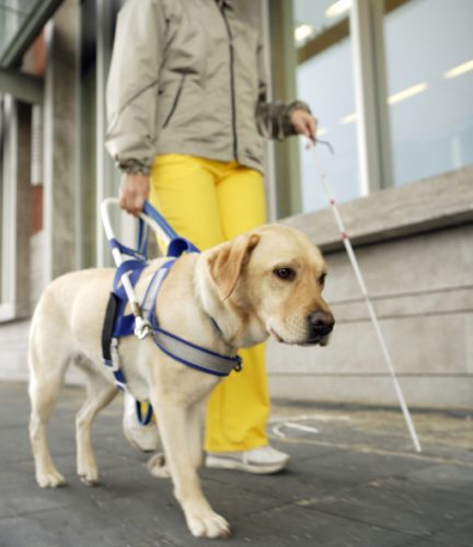 congresso sobre cães de assistência em Maringá