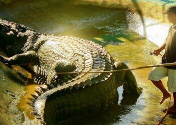 morre Cassius, maior crocodilo do mundo