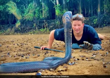 Grahan Dinkelman podia até saber lidar com animais perigosos e foi se descuidar justamente com uma mamba-verde Foto: Redes sociais