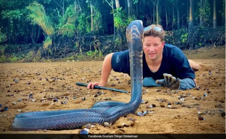 Grahan Dinkelman podia até saber lidar com animais perigosos e foi se descuidar justamente com uma mamba-verde Foto: Redes sociais