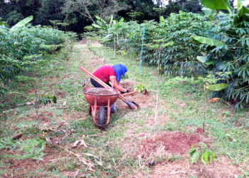 O Setor de Agroecologia e Produção Orgânica da Universidade Estadual de Maringá (UEM) completa neste mês de dezembro - Foto: UEM