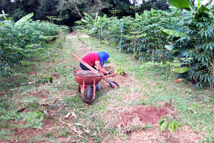 O Setor de Agroecologia e Produção Orgânica da Universidade Estadual de Maringá (UEM) completa neste mês de dezembro - Foto: UEM