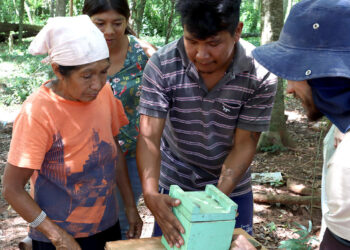 Com apoio de Itaipu, a meliponicultura e a biodiversidade avançam no Paraná Foto: Projeto Opaná