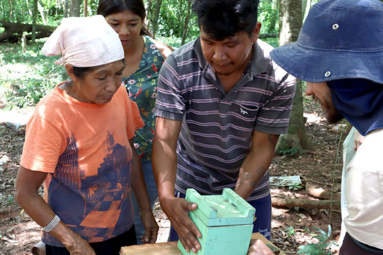 Com apoio de Itaipu, a meliponicultura e a biodiversidade avançam no Paraná Foto: Projeto Opaná