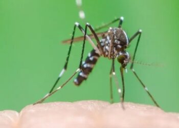 segunda morte por dengue no Paraná é de cambé - Foto: Divulgação