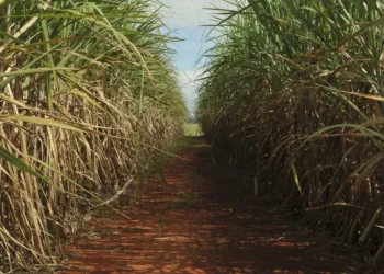 Crédito: Arquivo/Elza Fiúza/ABr