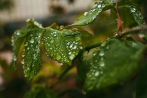 Chuva intensa e umidade elevada marcam o dia em Maringá