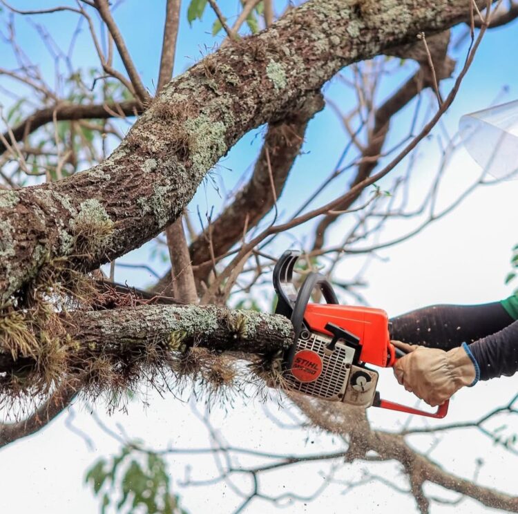 As equipes de Limpeza Urbana, Infraestrutura e Defesa Civil, estiveram no trecho entre o Contorno Norte e o cruzamento com a Avenida Colombo, realizando o trabalho de arborização - Foto: Pref. de Maringá