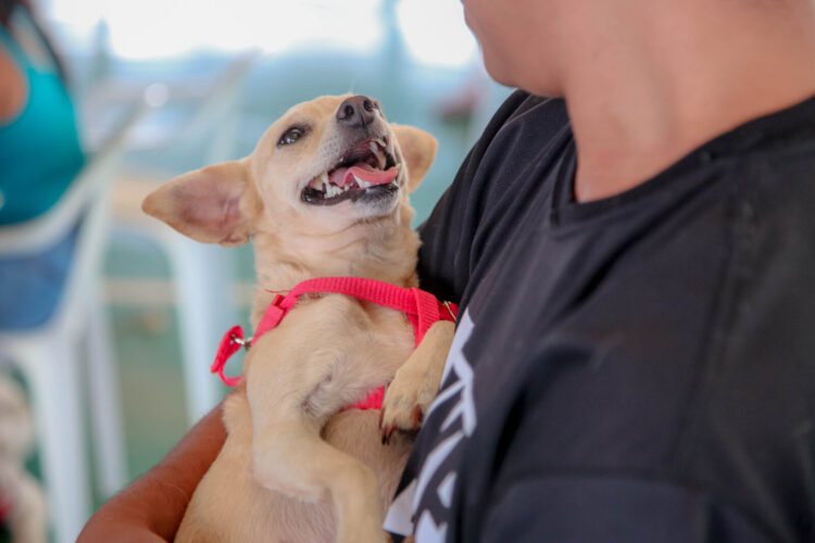 Mais de 200 cães e gatos foram castrados gratuitamente na última segunda, 6, e ontem, 7 - Foto: Rafael Macri/Pref. de Maringá