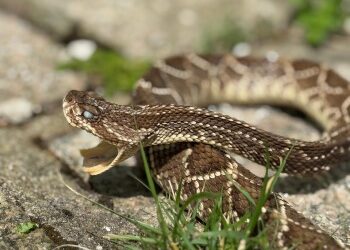 Aumenta o risco de acidentes com animais peçonhentos no verão