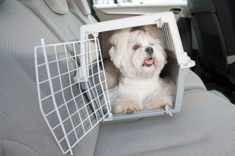 animal dentro do veículo.
Na utilização da caixa de transporte de pets, é importante escolher o tamanho adequado para o animal, para garantir o mínimo de conforto - Foto: site - Petlove