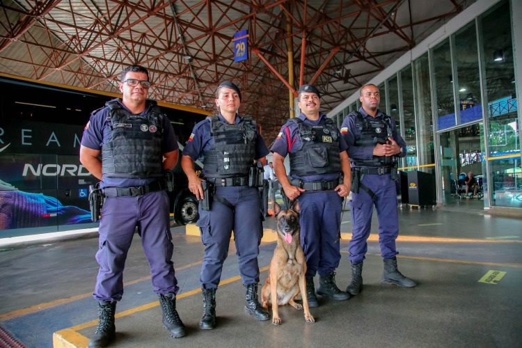 Tyson, o pastor belga malinois do Canil da Guarda Civil Municipal de Maringá