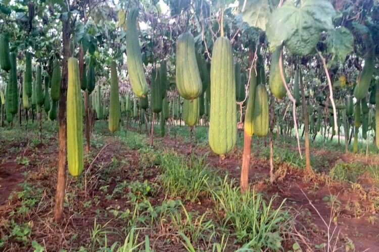 Bucha foi produzida em 104 hectares do território paranaense, que resultaram em 2,3 milhões de unidades (Crédito: André Munhoz/Arquivo Pessoal)