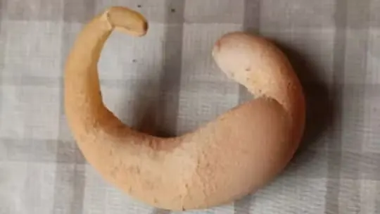 Galinha mineira bota ovo em formato de meia-lua