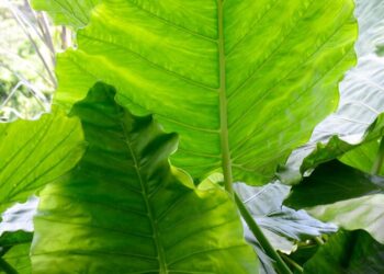 Imagem: Ilustrativa / Pixabay